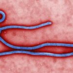 ebola 3